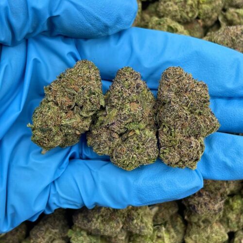 purple mochi hb409mk